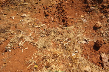 Animal skeleton remains and fur scattered on dry red soil, showing natural decomposition in arid land. Useful for veterinary medicine, ecology, and forensic studies of wildlife and livestock mortality