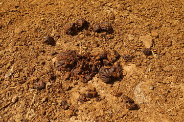 Clinical signs of abomasal displacement in dairy cows. Dry dark cow manure on farm ground, compact feces resembling donkey droppings, used in veterinary medicine diagnosis and educational materials.