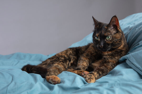 Tortoiseshell Cat Resting on B