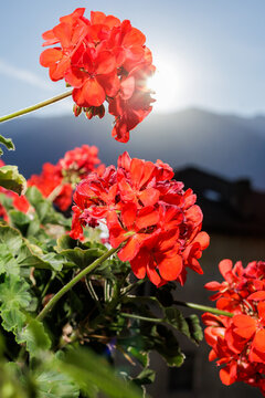 Close-up of geraniums on a balcony with mountain landscape
