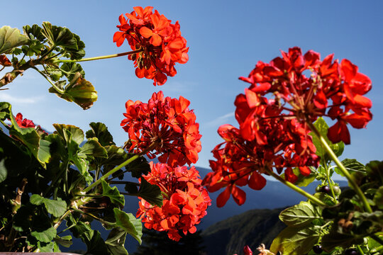 Close-up of geraniums on a balcony with mountain landscape
