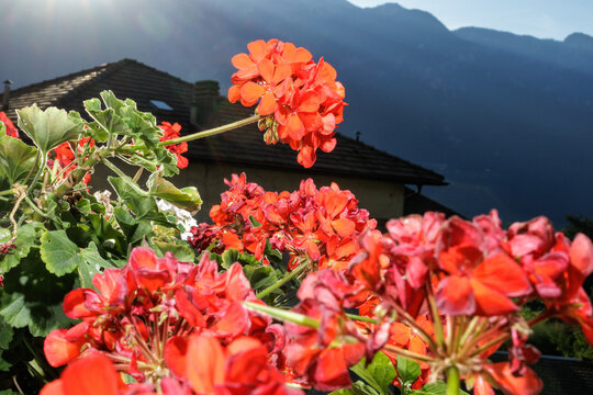 Close-up of geraniums on a balcony with mountain landscape