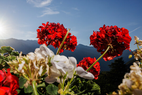Close-up of geraniums on a balcony with mountain landscape