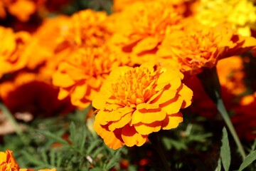 Marigold Orange Flower Close-up under Sunlight – Vibrant Macro Shot Highlighting the Beauty of Nature and Composition