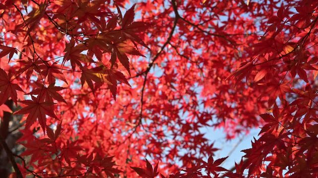 日本の秋・東京の紅葉 &mdash; Gentle Autumn Maple Leaves Swaying in Sunlight, Tokyo, Japan