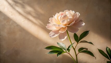 Delicate light pink peony flower with green leaves bathed in soft golden sunlight casting dramatic shadows on a textured background