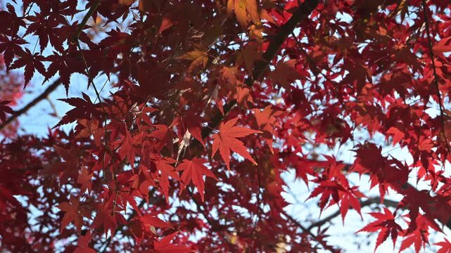 日本の秋・東京の紅葉 &mdash; Gentle Autumn Maple Leaves Swaying in Sunlight, Tokyo, Japan
