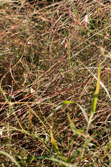 Close up shots of weeds