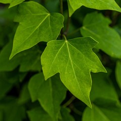 Fototapeta premium Close-up of bright green ivy leaves and veins tone
