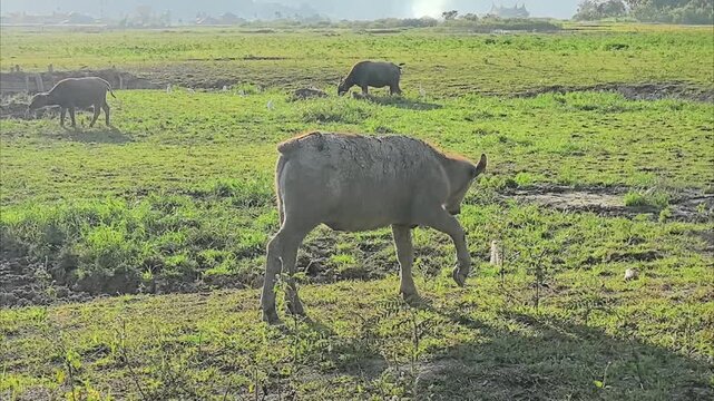 herd of buffaloes in the field, part 2