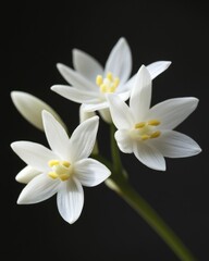 Elegant White Ornithogalum Flowers