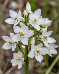 Elegant White Ornithogalum Flowers
