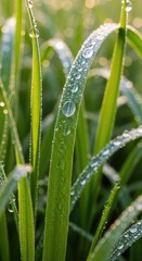 Fototapeta premium Close up of green grass with water drops creating a natural background