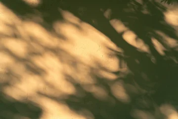 Golden Hour Leaf Shadows on a Textured Wall © fandijki