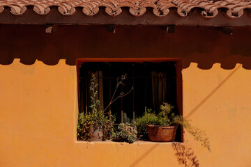 Cozy Window  with Pots and Plants