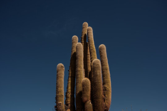 giant Cactus Under Blue Sky