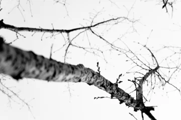Stark Winter Tree Branches in Monochrome © fandijki
