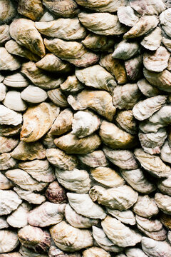 Layered oyster shells background