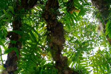 Fototapeta premium Lush Green Foliage with Ferns and Tropical Plants in Rainforest Canopy