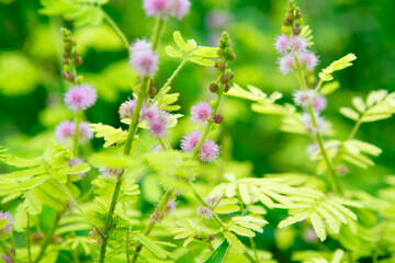 Delicate Pink Flowering Plant with Green Foliage in Nature Setting