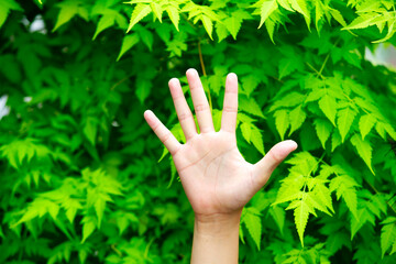 Hand Raised Among Lively Green Leaves in Natural Outdoor Setting