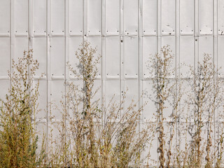 Metal panel wall with weeds
