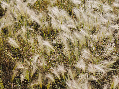 Wild foxtail barley grass in summer field