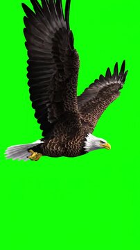Green Screen Assets with american bald eagle flying in loop side angle close up realistic 3d animation isolated on for chroma key transparency effect distortion, overlay, glitch, static noise, scan