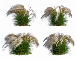 Isolated White Plumed Ornamental Grass (Miscanthus sinensis) on White Background