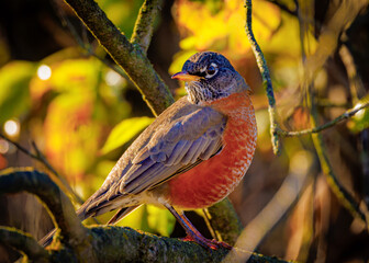 An American Robin is perched on a branch in a tree. The bird is small and brown with a red head. The image has a peaceful and serene mood, as the bird is sitting calmly on the branch
