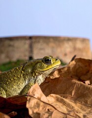 Toad on autumn leaves with a stone tower