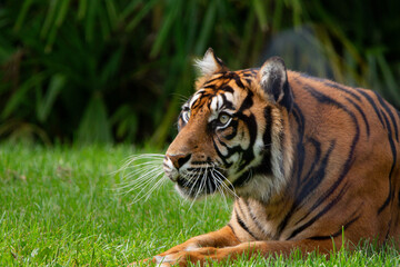 Gros plan sur la tête d’un lion, expression puissante