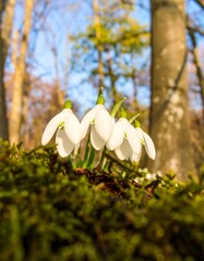 White snowdrops on mossy ground in a sunlit forest