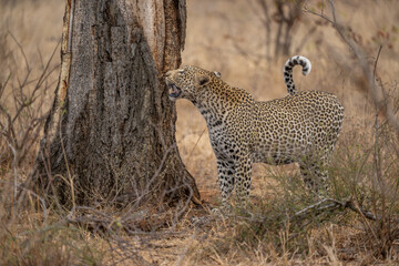 Obraz premium Leopard checking on its stashed prey
