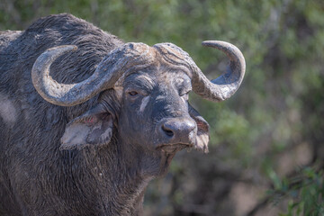 African Buffalo Portrait - South Africa