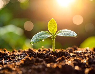 Young plant with water drops in morning light
