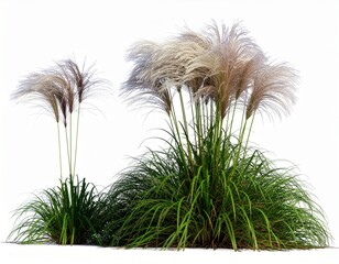 Natural Beauty Lush Green and White Marsh Grass Silhouette
