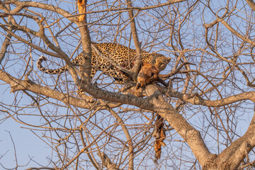 Leopard dining in the fork of a tree
