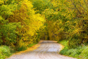 Country gravel road in idyllic autumn environment with yellow and green trees around. Dunvegan provincial park, Alberta, Canada.