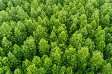 Fototapeta premium Aerial View of Lush Green Forest Canopy with Varied Shades of Green Foliage and Trees
