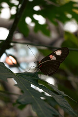 butterfly on a leaf