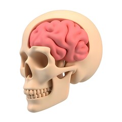 Anatomical model showing human skull with brain inside on a white background