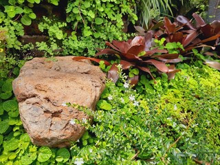 Lush tropical garden featuring green and red leafy plants.