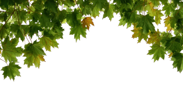 Green and yellow maple leaves arranged at the top edge, showcasing a vibrant display of nature's colors.