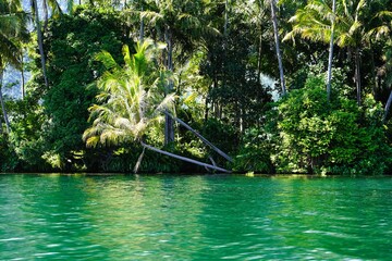 A forest with dense trees on the edge of a lake