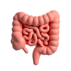 Anatomical rendering of the human colon and small intestine on a white background