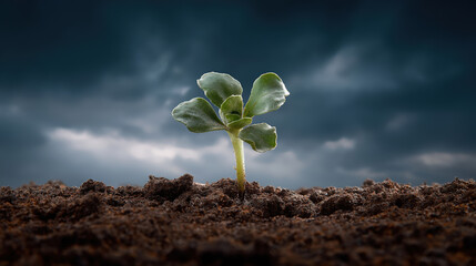 Small Plant Grows in Dark Soil Under Stormy Sky