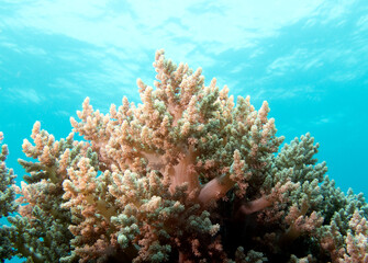 Lemnalia soft coral in a shallow reef Boracay Island Philippines
