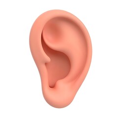 Anatomical illustration of a human ear on a white background for medical use