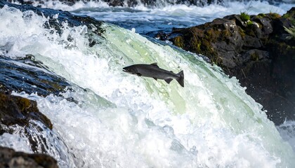 Salmon leaps waterfall's crest